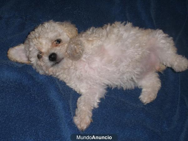 CACHORROS DE CANICHE TOY BLANCOS