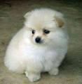 el perrito pomeranian blanco puro para ustedes ama en la tarjeta del día de San Valentín