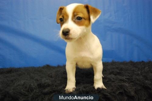 Jack russell terrier, excelentes para entregarse