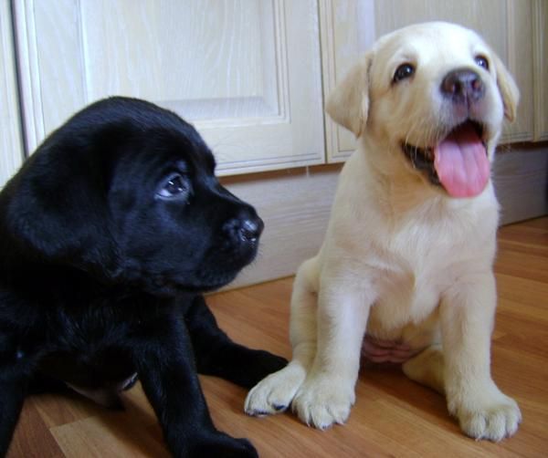 LABRADOR RETRIEVER cachorros se venden 200 euros