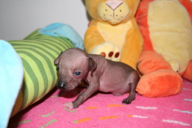 Perro sin pelo del Perú