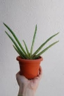 PLANTAS DE ALOE VERA VARIOS TAMAñOS - mejor precio | unprecio.es