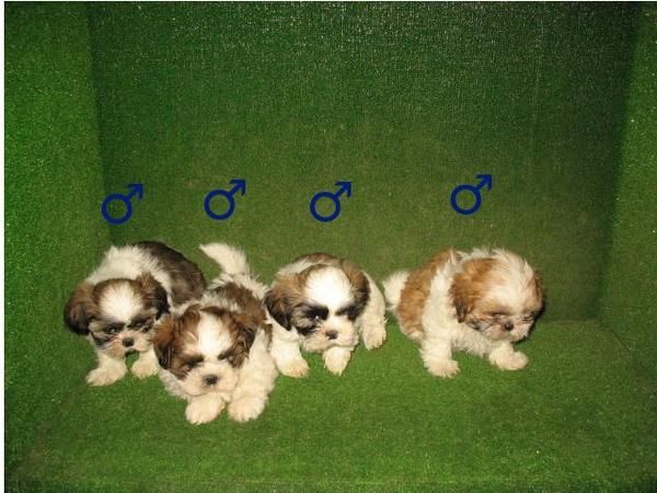 Shih Tzu Tricolores de excelente calidad