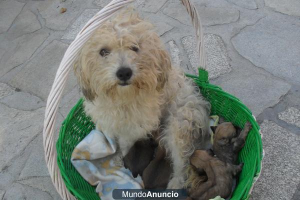 vendo perritos raza pequeña