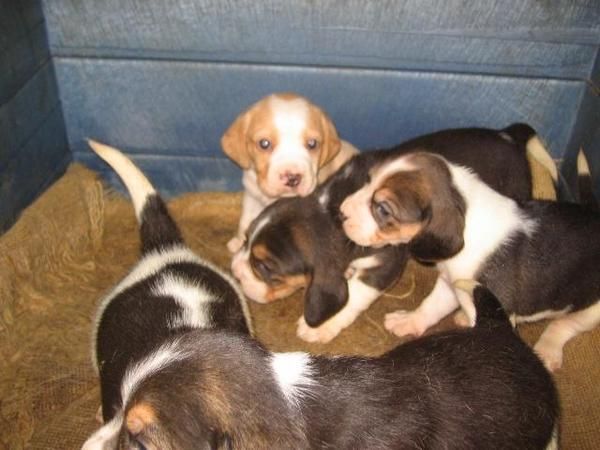 Bonitos cachorros de beagle