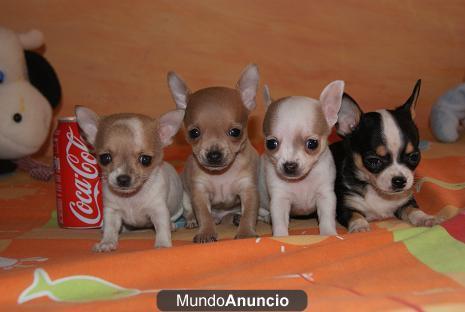 CHIHUAHUAS DESDE 520€