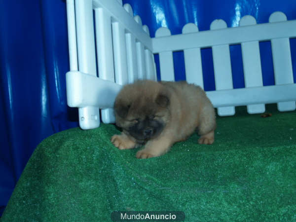 Chow-chow, adorables y cariñosos