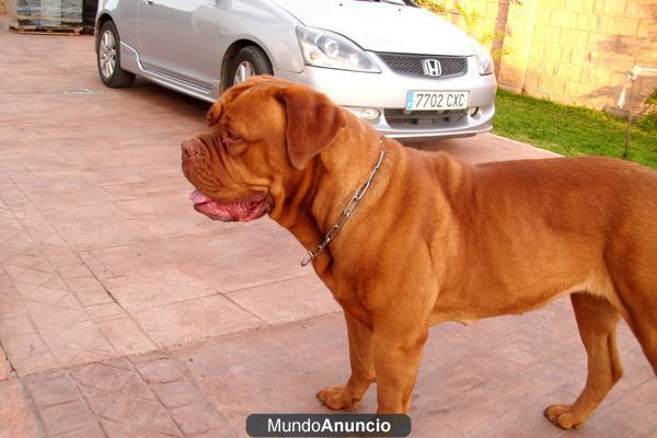 Dogo de Burdeos cachorrita