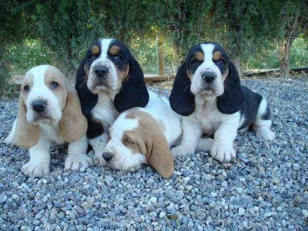 Espectaculares cachorros de basset hound