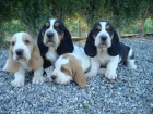 Espectaculares cachorros de basset hound - mejor precio | unprecio.es