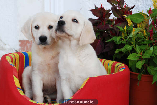 Labrador, los mejores cachorros de Pura Raza