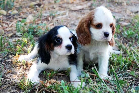 Los mejores cachorros de Cavalier, aprovecha