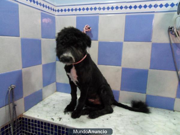 MARAVILLO CACHORRO PERRO DE AGUAS/SCHNAUZER