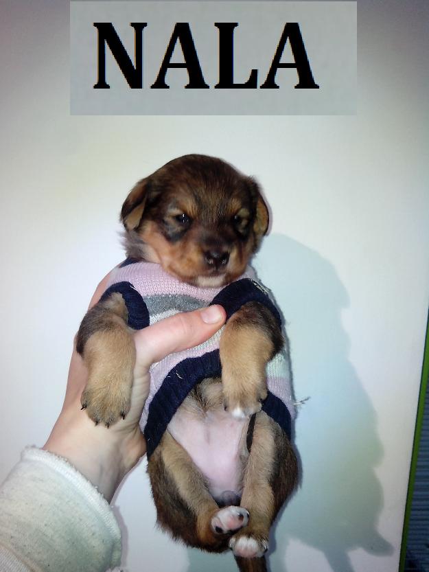 Nala, cachorrita en adopcion