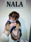 Nala, cachorrita en adopcion - mejor precio | unprecio.es