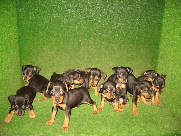 PINSCHER MINI 260 euros excelentes