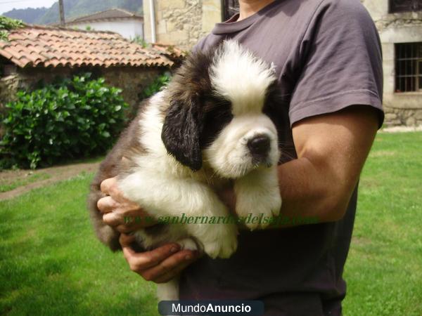 SAN BERNARDOS DE PELO LARGO