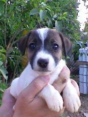 Ultimos cachorros JACK RUSSELL con PEDIGREE