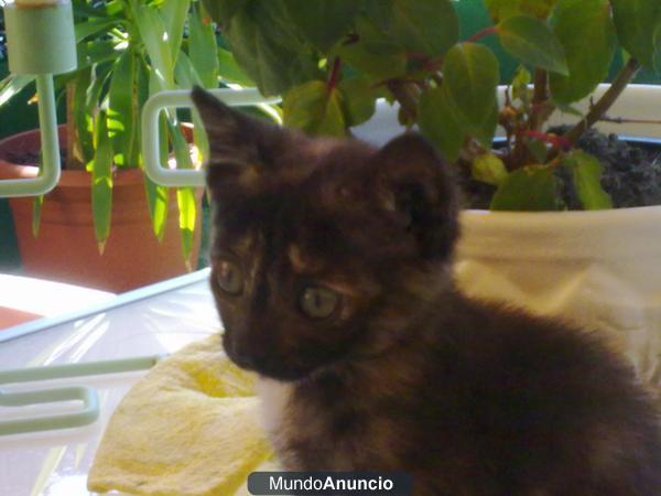 GATITA BEBé RESCATADA NECESITA HOGAR