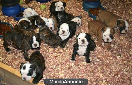 Hermosos cachorros Bully inglés listos