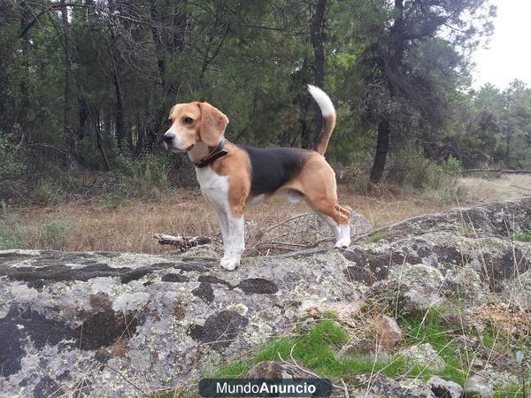 Beagle macho de 3 años para criar (con pedigree)