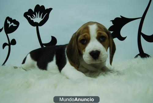 BEAGLE, DISPONEMOS DE PERROS DE DOS MESES, SON CACHORROS Y NOSOTROS SUS CRIADORES