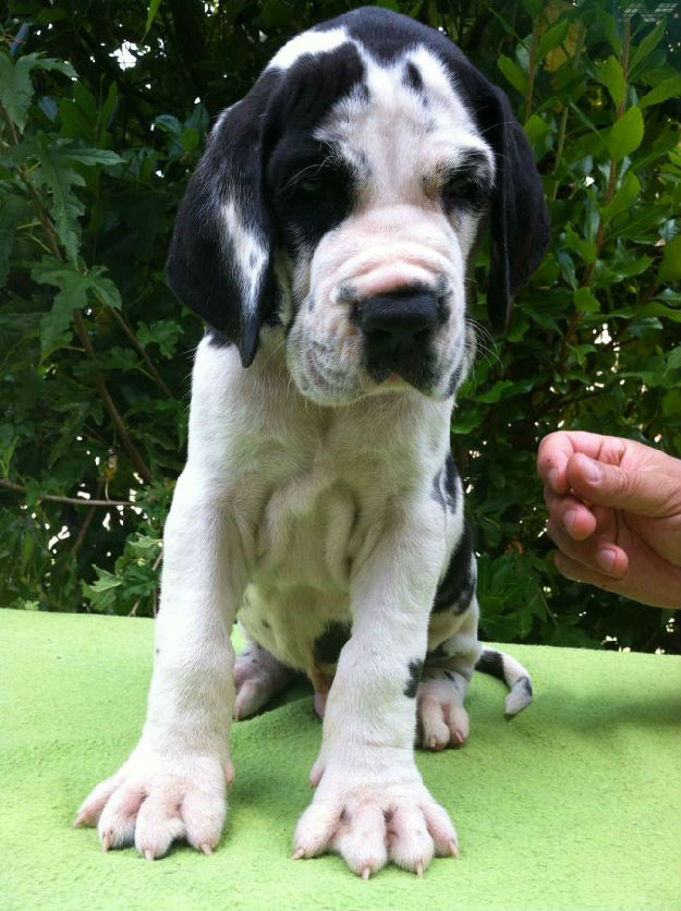 Cachorros dogo aleman o gran danes