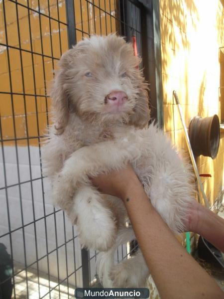 CACHORROS en la perrera GESSER van a morir!