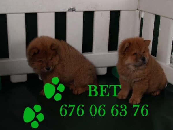 Chow-chow, pura raza y muy asequibles