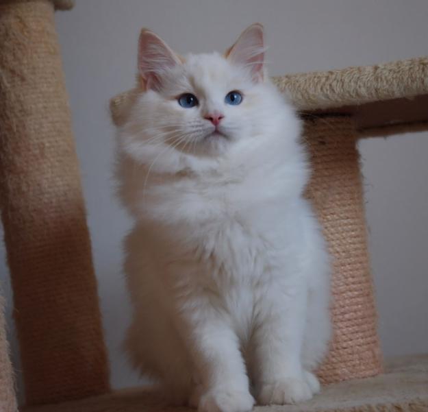 Gatitos Ragdoll Rojo Bicolor