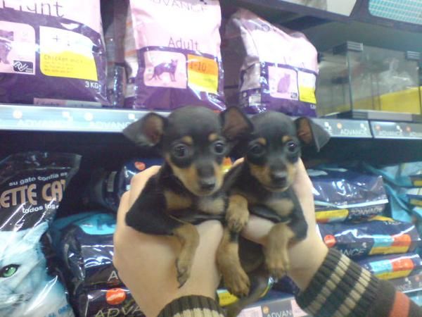 PRECIOSOS CACHORRITOS DE PINCHER MINI, 530 EUROS