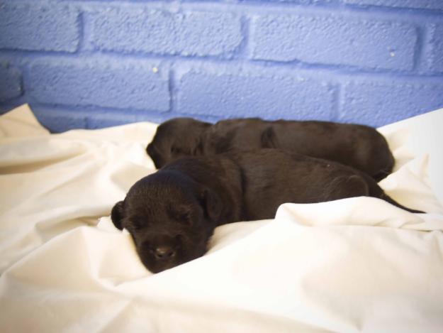 REGALO CACHORROS MÁLAGA