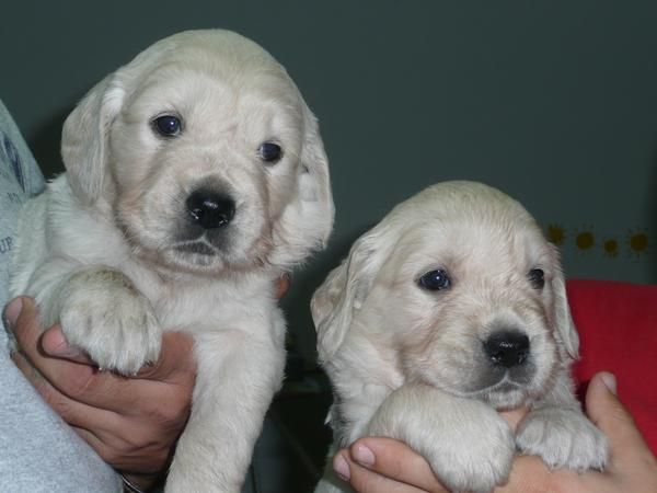 ULTIMOS CACHORROS GOLDEN RETRIEVER PEDIGREE 450 EUROS. ENTREGA YA