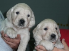 ULTIMOS CACHORROS GOLDEN RETRIEVER PEDIGREE 450 EUROS. ENTREGA YA - mejor precio | unprecio.es