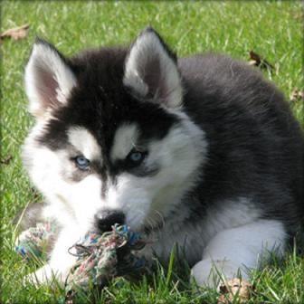 CACHARROS DE SIBERIANO HUSKY