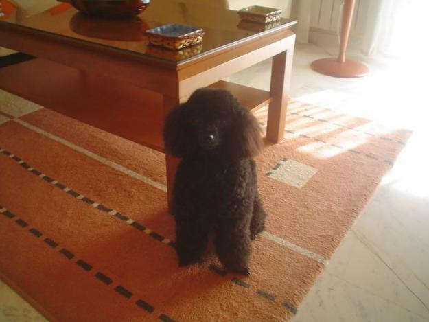 Cachorros de Caniche enano , máxima seriedad cachorros Nacionales