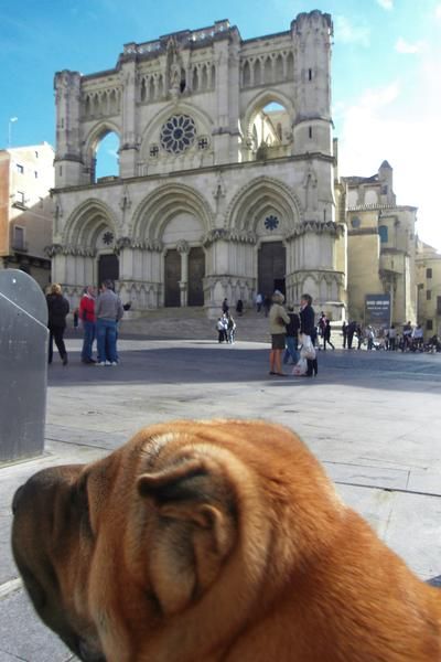 Dar en adopción a Yogui