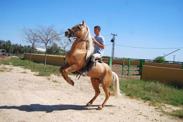 PRECIOSO LUSITANO PERLA