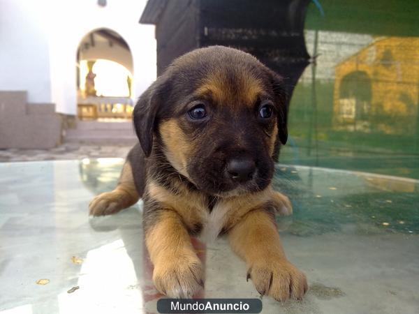 SE REGALAN CACHORROS