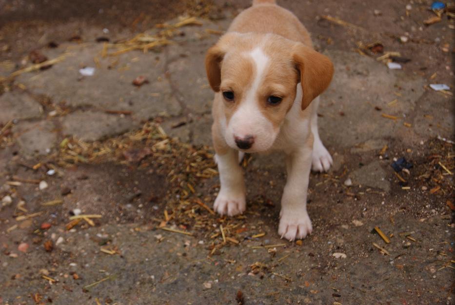 vendo cachorros nacidos el 1 de septiembre