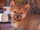 Vendo precioso cachorro Shiba Inu - mejor precio | unprecio.es