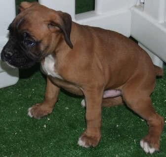 Boxer, impresionantes cachorros