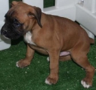 Boxer, impresionantes cachorros - mejor precio | unprecio.es