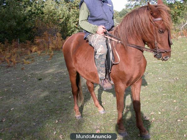 Caballo hispanoarabe