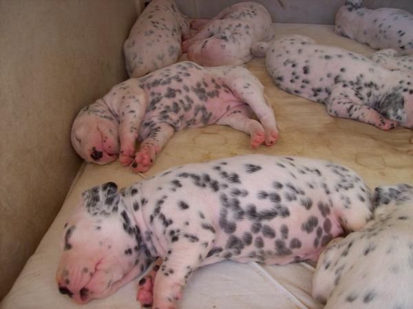 cachorritos de dalmata 180. bien pigmentados