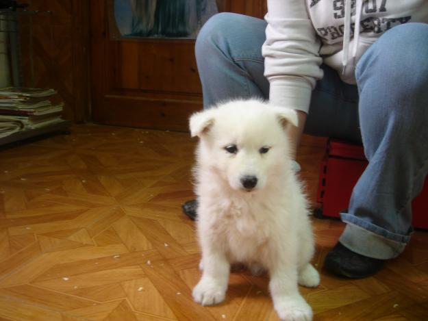 CACHORROS DE SAMOYEDO