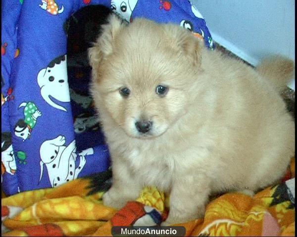 Cachorros Pomeranias