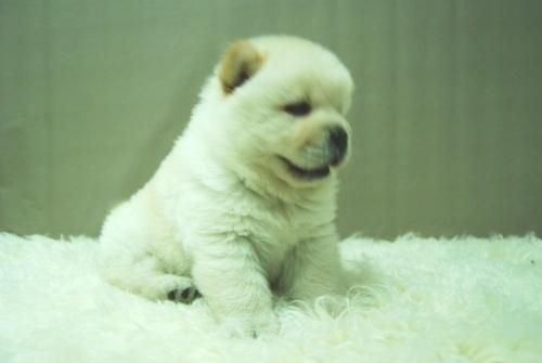 Chow Chow - Magnificos Cachorros Disponibles ( Blancos )