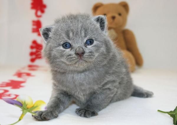 GATITOS BRITISH SHORTHAIR