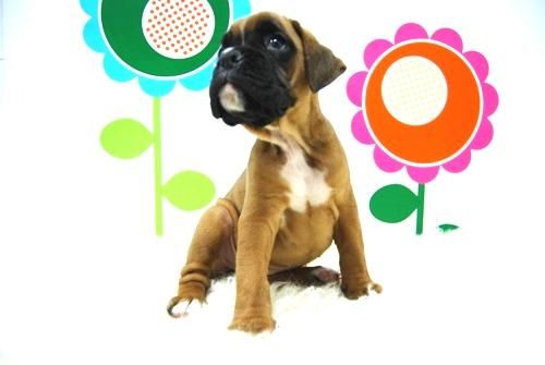 Preciosos Boxer ( Cria y Seleccion ) con Pedigre - animalflower.es